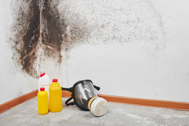 Best Crawl Space Mold Removal  in White Oak, MS