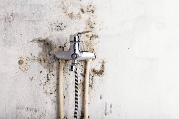 Best Certified Mold Removal  in White Oak, MS