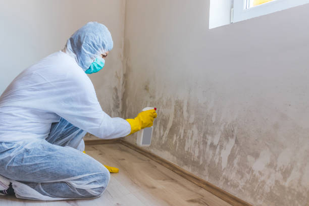 Mold Testing and Removal in White Oak, MS